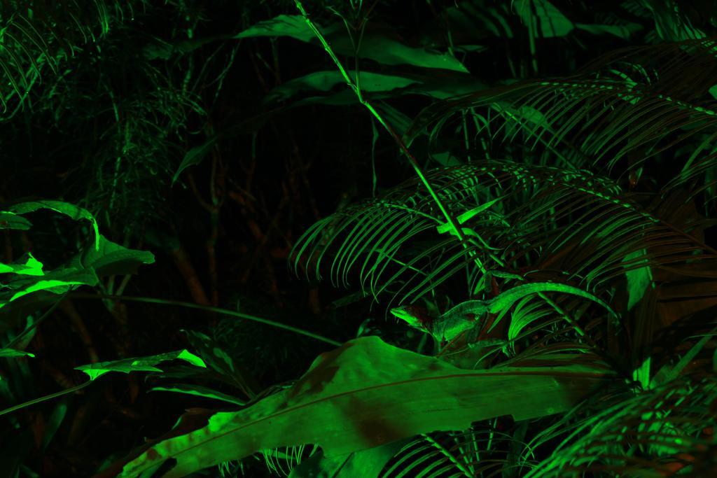 Aguila De Osa Rainforest Lodge Drake Bay Exterior photo
